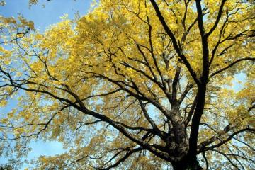 Herbstliche Laubkrone im Wolbecker Tiergarten