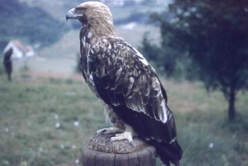 Adlerwarte Berlebeck:  Greifvogel auf einem Holzpfahl