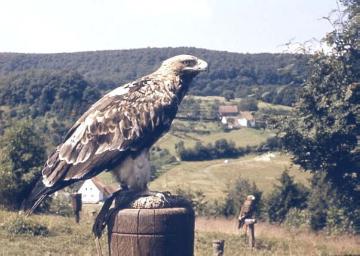 Adlerwarte Berlebeck: Greifvogel auf einem Holzpfahl mit Blick zum Teutoburger Wald