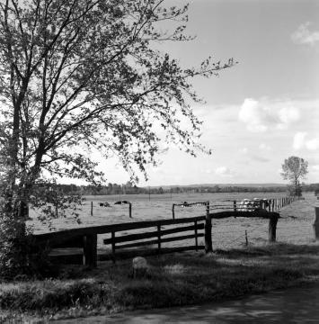 Viehweide im Stevertal bei Nottuln, 1957