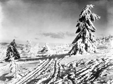Bäume unter der Schneehaube: Winteridylle auf dem Kahlen Asten