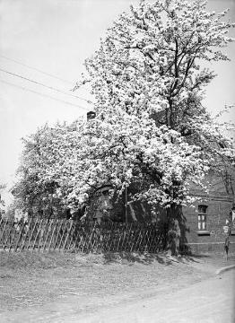 Blühender Birnbaum vor der ehemaligen Schule in Lünen-Horstmar