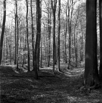 In den Baumbergen bei Nottuln: Reste der einstigen Landwehr Nähe Hof Schulz, 1958