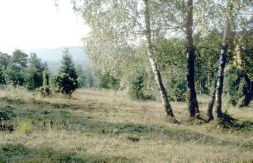 NSG Externsteine: Heidepartie auf dem Knickenhagen mit Blick zum Teutoburger Wald