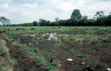 Viehweide am Rande des Naturschutzgebietes Recker Moor