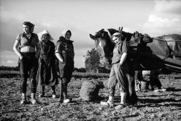 Kartoffelernte, Frauen auf dem Feld, mit Pferdefuhrwerk