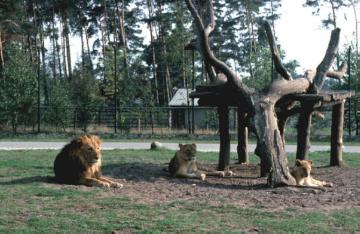 Löwen im Safari-Tierpark in Stukenbrock