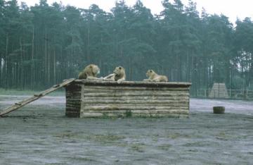 Löwen im Safari-Tierpark in Stukenbrock