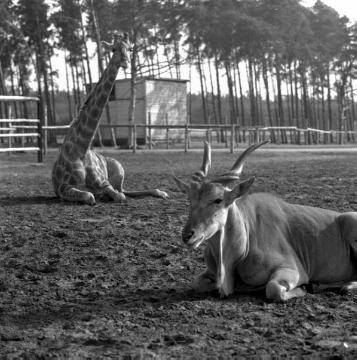 Giraffe und Antilope im Safari-Tierpark in Stukenbrock