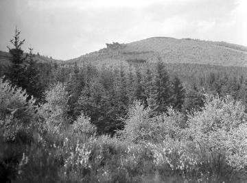 Waldpartie in den Saalhauser Bergen mit Blick auf den Rinsenberg