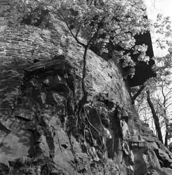 Burg Altena, Südbastion: Grauwackefelsen mit aufgesetzter Bruchsteinmauer und eingewurzeltem Ahorn