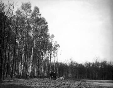 Birkenwald an der Stever
