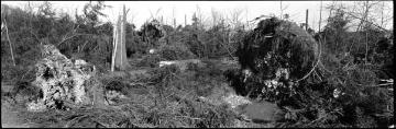 Orkanschäden nach "Kyrill" am 18./19.01.2007: Windbruch auf dem Rhonardberg, Forstamt Olpe