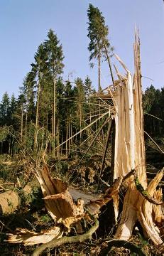 Orkanschäden nach "Kyrill" am 18./19.01.2007: Zerborstener Baumstamm in einem Windbruchareal auf der Schmallenberger Höhe bei Grafschaft (Forstamt Schmallenberg)