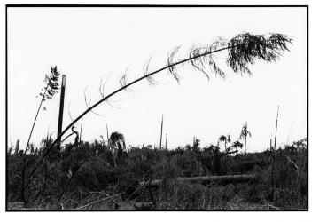 Orkanschäden nach "Kyrill" am 18./19.01.2007:  Windbruchareal nördlich von Rhonard, Forstamt Olpe