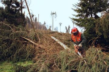 Orkanschäden nach "Kyrill" am 18./19.01.2007: Forstarbeiter bei der Beseitigung des Windbruchs im Fredeburger Land bei Mailar (Forstamt Schmallenberg)