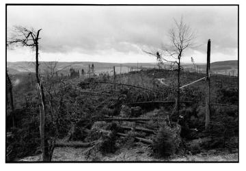 Orkanschäden nach "Kyrill" am 18./19.01.2007: Entwaldete Kammregion auf dem Rhonardberg, Forstamt Olpe