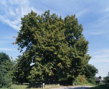 Die 300-jährige Krüselinde (Höhe 15 Meter) Naturdenkmal und Wahrzeichen Altenberges, ehemals Freistuhl, gelegen am Münsterweg, der mittelalterlichen Hauptstraße nach Münster