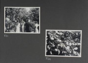 Apfelanbau in Südschweden - Impressionen einer Schwedenreise anlässlich der Internationalen Jugendherbergskonferenz 1936 in Kopenhagen - in: Album Richard Schirrmann "1936 Kongress Kopenhagen, Reise durch Schweden"