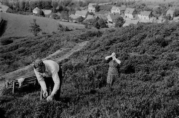 Sommerfrische im Hochsauerland: Familie Trappmann aus Düsseldorf beim Beeren pflücken oberhalb Schmallenberg-Bödefeld,  Anfang 1940er Jahre
