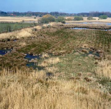 Vogelschutzgebiet Rieselfelder (seit 1978), Feuchtwiesenbereich mit Teichen