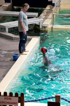 Showtime im Delphinarium, Allwetterzoo Münster: Trainer Jörg Feldhoff während einer Delphinschau im Sommer 2012 - Schließung des 1974 eröffneten Delphinariums geplant für Ende 2012