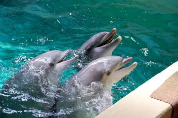Im Delphinarium, Allwetterzoo Münster: Die Tümmler Nando, Rocko und Palawas bei der Fütterung im Rückzugsbecken nach einer Vorführung im Sommer 2012 - Schließung des 1974 eröffneten Delphinariums geplant für Ende 2012