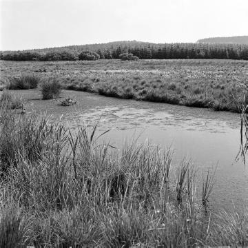 Naturschutzgebiet Eselsbett-Moor mit Moorweiher, Paderborner Hochfläche bei Lichtenau, 1975