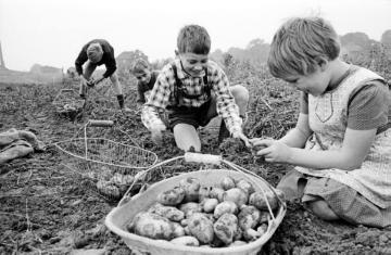 Kinder bei der Kartoffellese, Castrop-Rauxel-Obercastrop, Wittener Straße nahe Ziegelei Leßmöllmann, 1955