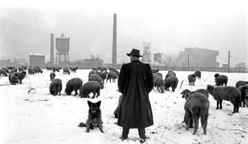 Schafherde auf Weidegang im Schnee - im Hintergrund: Zeche Graf Schwerin. Castrop-Rauxel-Schwerin, 1953.