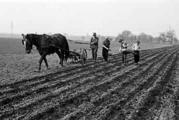 Bauernfamilie beim Auslegen von Kartoffeln, Castrop-Rauxel, 1955.