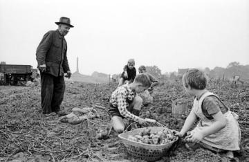 Kinder bei der Kartoffellese, Castrop-Rauxel-Obercastrop, Wittener Straße nahe Ziegelei Leßmöllmann, 1955.