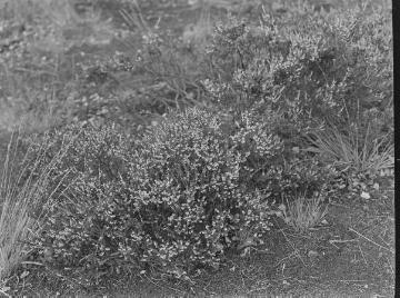Besenheide (Calluna vulgaris).