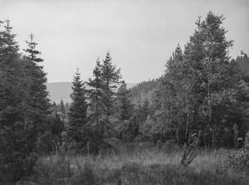 Das Wiebelhäuser Tal bei Gilsbach, 1929.