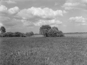 Landschaft in der Umgebung des Dümmersees, ca. 1940.