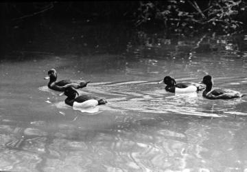 Vögel der Binnengewässer: Reiherenten - Beispiel für den Einsatz von Tierfotografien im Biologieunterricht. Ohne Ort, ohne Datum, Fotograf nicht benannt.