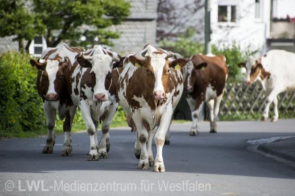 10_13158 Landwirtschaft in Westfalen - Milchviehzucht auf Hof Bieke, Lennestadt