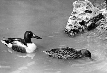 Vögel der Binnengewässer: Löffelenten - Beispiel für den Einsatz von Tierfotografien im Biologieunterricht. Ohne Ort, ohne Datum, Fotograf nicht benannt.
