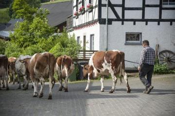 Bonzel, Juni 2015: Landwirt Bieke auf dem allmorgendlichen Viehtrieb zur Bergweide am Dorfrand. Betrieb Michael Bieke, Milchproduktion und Milchviehzucht, Lennestadt-Bonzel.
