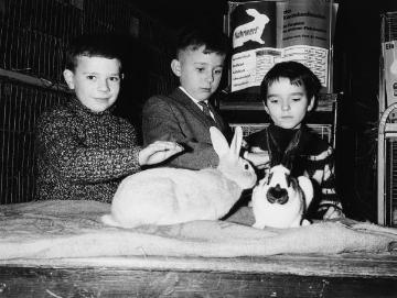 "Juniorexperten" auf einer Kaninchenzuchtschau im Gasthaus Oestreich, Castrop-Rauxel-Schwerin. Undatiert, 1960er Jahre.