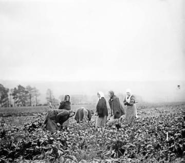 Landfrauen bei der Rübenernte. Ohne Ortsangabe, undatiert, 1930er Jahre?