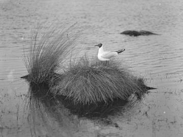 Schwimmendes Nest der Seeschwalbe [ohne Angaben, undatiert]. Motiv aus den Feldstudien des Ornithologen Dr. Hermann Reichling, Direktor des Provinzialmuseums für Naturkunde, Münster, 1919-1933 und 1945-1948.