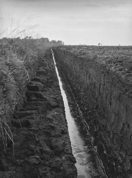 Torfprofil in einem Entwässerungsgraben im Dalumer Hochmoor, 1960.