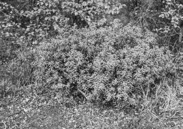 Gemeines Fettkraut (Pinguicula vulgaris L.).