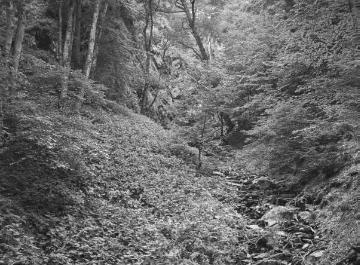 Schluchtwald rund um den Ramsbecker Wasserfall.