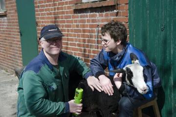 Schafschur in Brochterbeck-Horstmersch, April 2015: Hobbyzüchter Bernd Engeler und Sohn Henning - ein eingespieltes Team bei der alljährlichen Schur ihrer Schafe der holländischen Rasse "Zwartbles". 