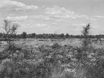 Moor westlich des Dümmersees, Juni 1941.