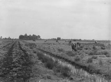 Grünlandnutzung und Viehhaltung in der Umgebung des Dümmersees, ca. 1940.