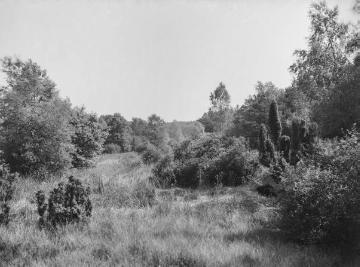 Die Lüneburger Heide, 1927.