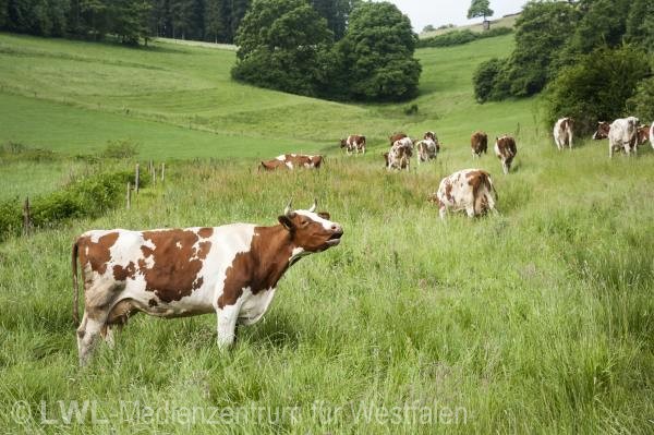 10_13171 Landwirtschaft in Westfalen - Milchviehzucht auf Hof Bieke, Lennestadt